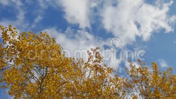 黄色的树顶着蓝天美丽的秋天森林景观视频的预览图