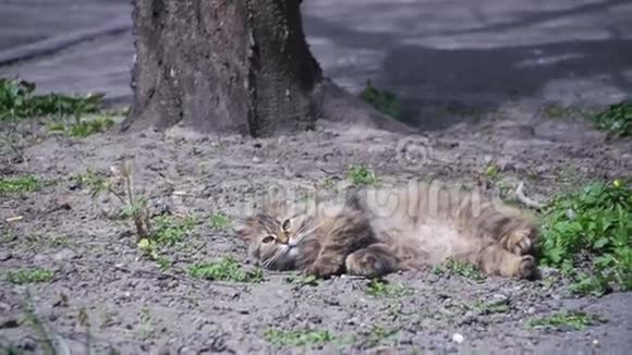 怀孕的猫躺在公园的地面上在阳光下晒太阳慢动作视频的预览图