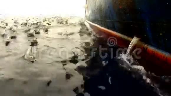 从船上排放鱼废料时海鸥的盛宴亲视频的预览图