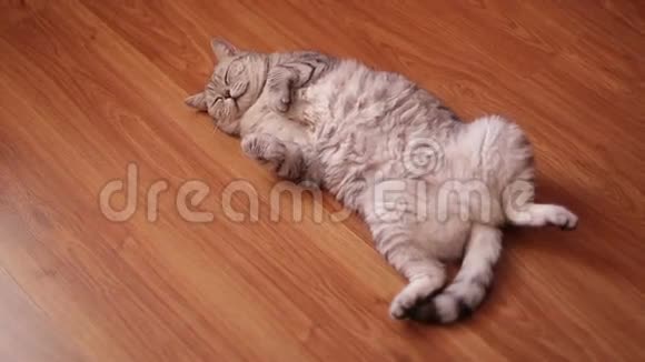 可爱的猫躺在地上睡觉视频的预览图