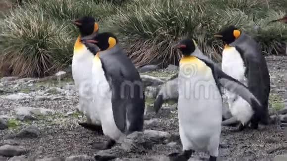 南极洲福克兰群岛海岸上的许多国王企鹅视频的预览图