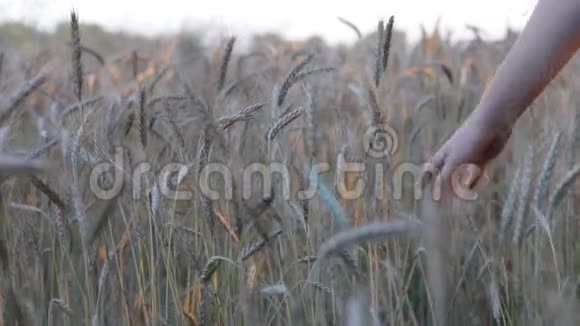 大麦成熟的耳朵手被耳朵牵着视频的预览图