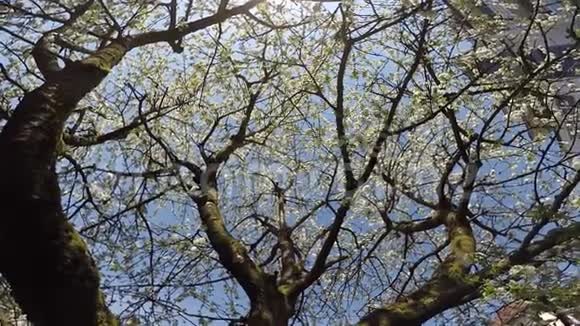 春天樱花带摄像机视频的预览图