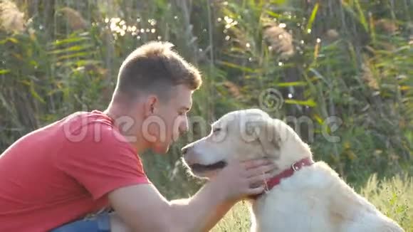 年轻人在大自然中爱抚拥抱和亲吻他的拉布拉多犬玩金毛猎犬狗舔雄性视频的预览图