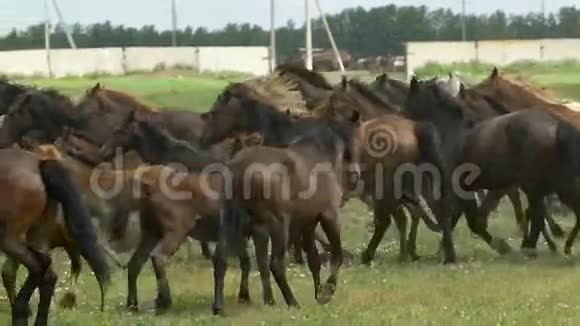 秋天在牧场上奔跑的马群视频的预览图