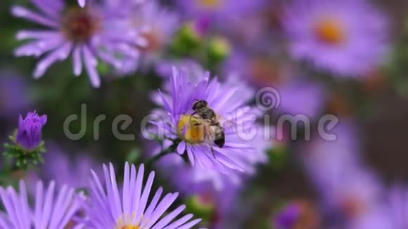 昆虫给丁香花授粉视频的预览图