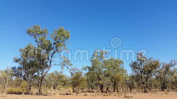 白蚁丘澳大利亚内陆景观视频的预览图