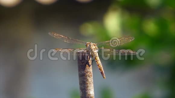 长着水晶金翅膀的蜻蜓视频的预览图