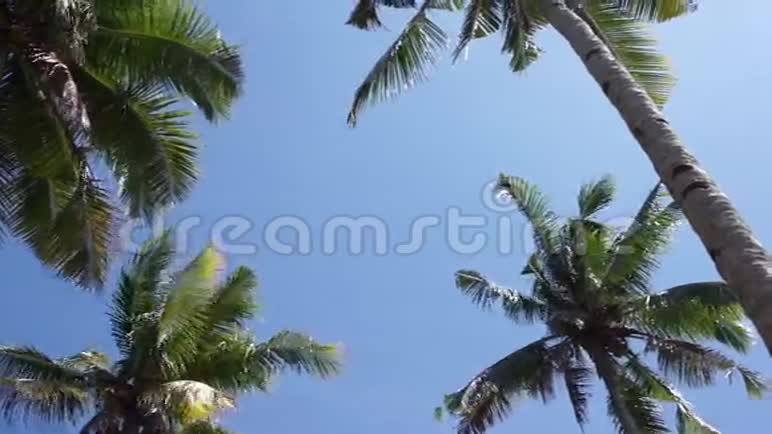 棕榈树的绿叶映衬着蓝天视频的预览图