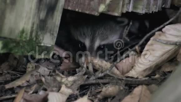 两只小浣熊把鼻子从伸出鼻子视频的预览图