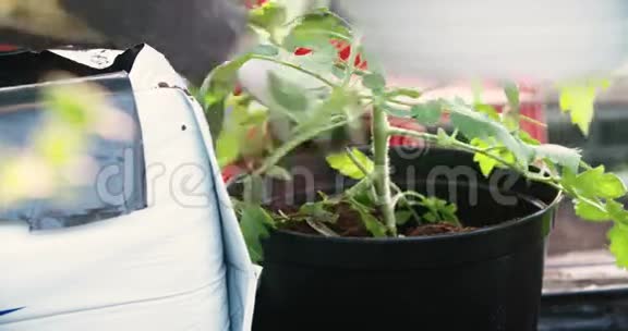 园丁正在种植西红柿视频的预览图