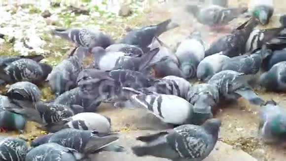 鸽子吃东西在城里吃面包的鸽子视频的预览图