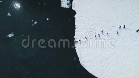 南极企鹅跳海景顶视频的预览图