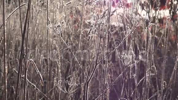 日出时的霜冻草地视频的预览图