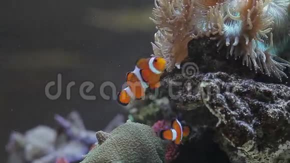 珊瑚礁附近的热带鱼类视频的预览图