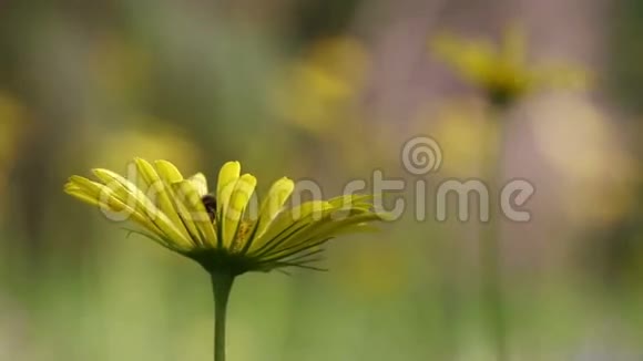 黄色的雏菊和蜜蜂的背景视频的预览图