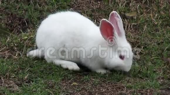 白兔兔子兔子复活节大自然视频的预览图