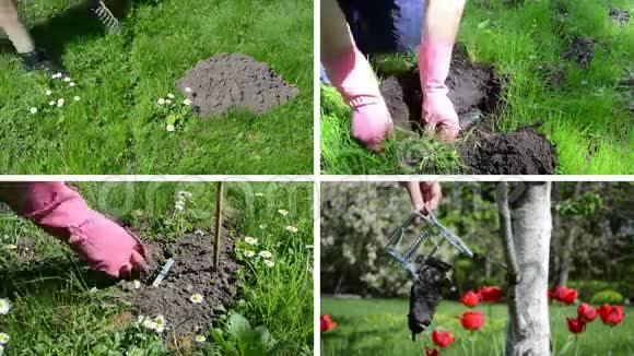 在花园里用陷阱对付鼹鼠录像剪辑拼贴视频的预览图