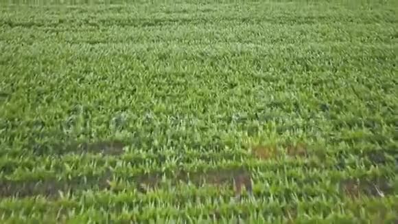 从高处看绿色玉米田景视频的预览图