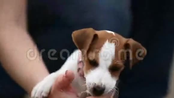 可爱的小狗杰克罗素梗视频的预览图