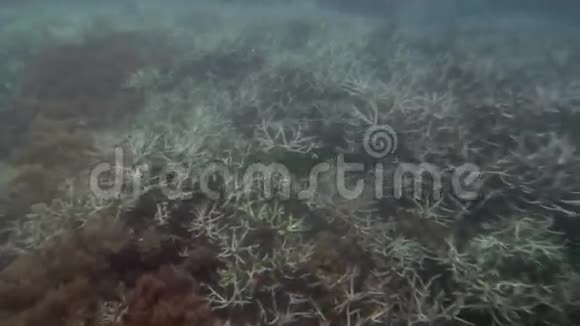 澳洲昆士兰大堡礁漂珊瑚视频的预览图