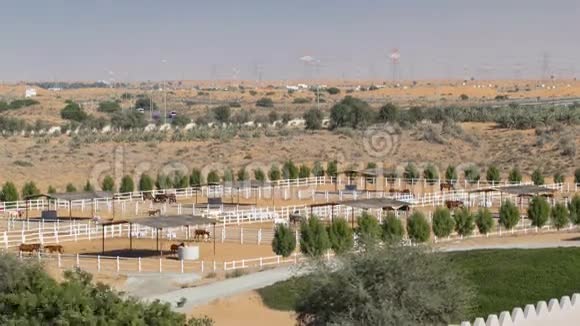 阿拉伯马在沙漠沙漠时间流逝的围场内奔跑阿联酋视频的预览图