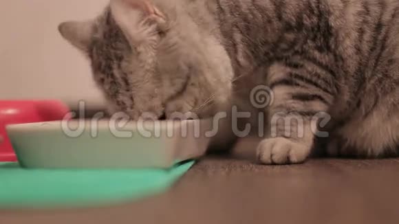 成年灰色小猫坐在白色背景下吃东西视频的预览图