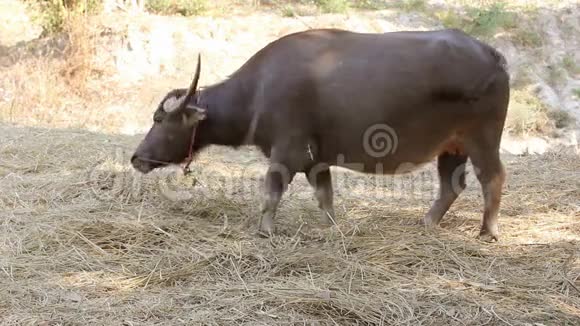 亚洲水牛吃稻草视频的预览图