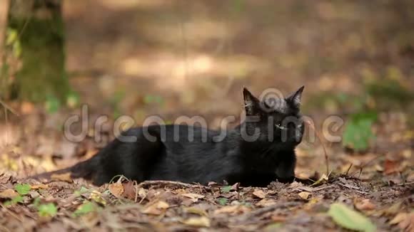 小黑猫正在森林里休息视频的预览图