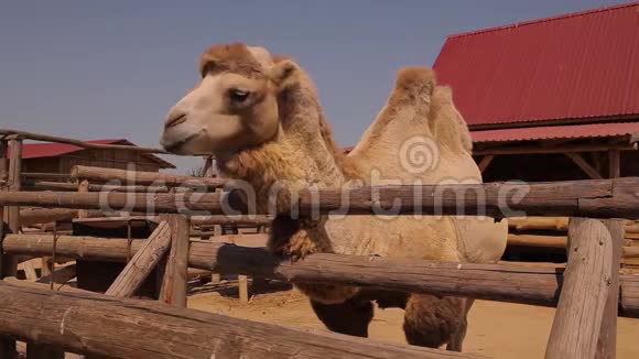 靠近骆驼吃骆驼在动物园里吃骆驼在木制鸟舍后面吃一只干净的大骆驼视频的预览图