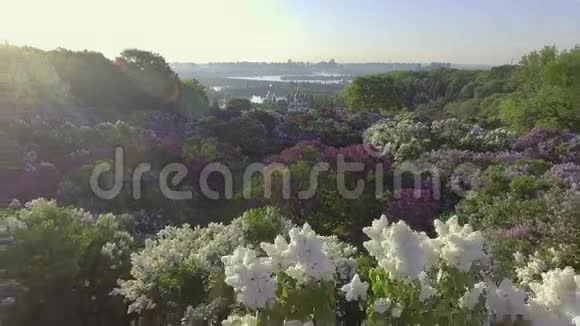 丁香花树在春天的花园里盛开的丁香树空中观景视频的预览图