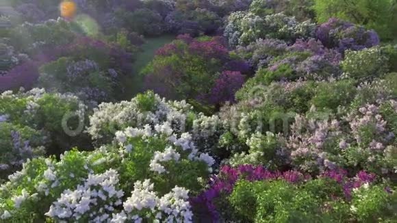 丁香花树在春天的花园里盛开的丁香树空中观景视频的预览图