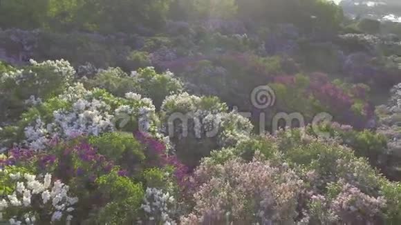 丁香花树在春天的花园里盛开的丁香树空中观景视频的预览图