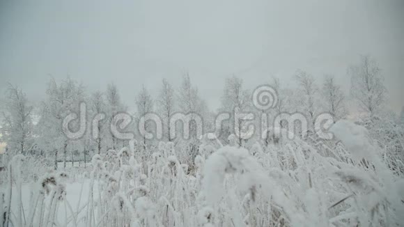 被雪覆盖的树枝视频的预览图