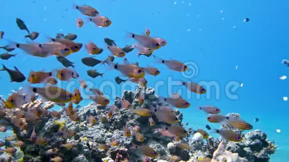 在红海的珊瑚礁附近游鱼群埃及视频的预览图