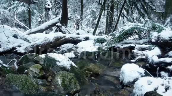 在雪林中移动过去的河流视频的预览图