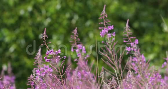 春风中草地上的野紫花视频的预览图