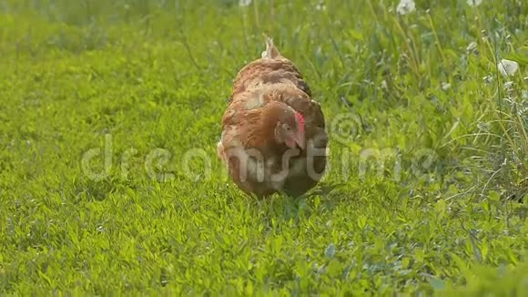 白天在草地上散步小鸡慢动作视频视频的预览图