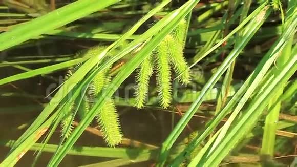 水生植物视频的预览图