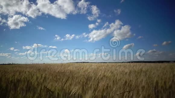夏天的风景成熟的麦田和天空在夏天晴朗的日子里白云视频的预览图