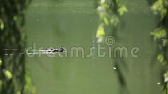 鸭子在阳光下透过树叶在沼泽中游泳视频的预览图
