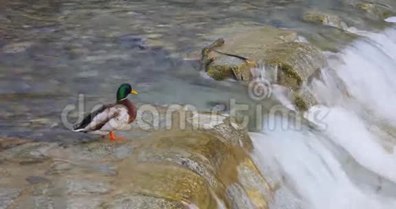 西班牙4k山河瀑布和鸭子视频的预览图