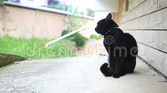 黑猫走在房子的院子里视频的预览图