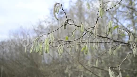 榛子芽在冬季视频的预览图
