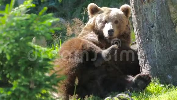 成年棕熊在森林里休息和抓挠视频的预览图