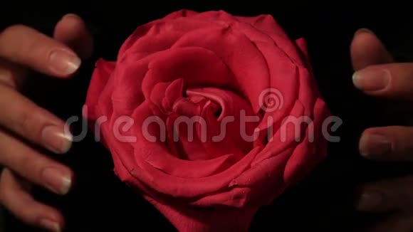 女性双手撕裂红色玫瑰的侧面热心视频的预览图