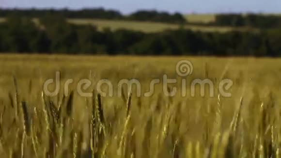 成熟的麦穗在风中摇曳视频的预览图