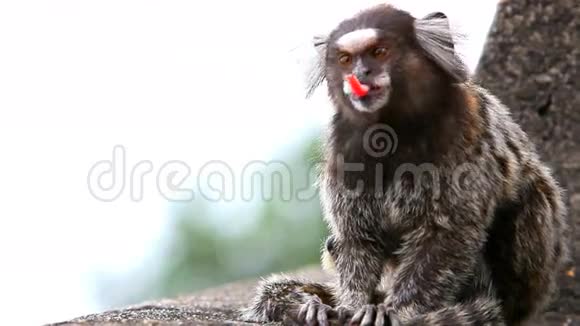 巴西小猴子清理皮毛视频的预览图