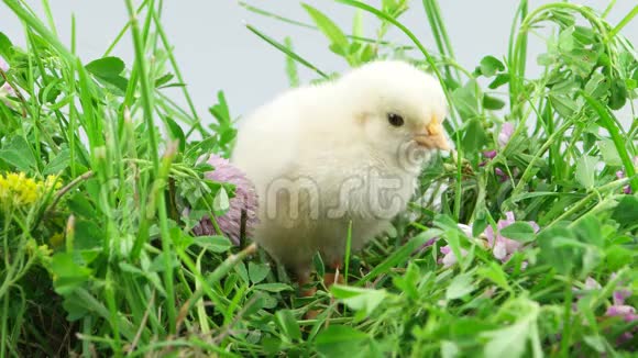 春天小鸡坐在草地上开着花视频的预览图