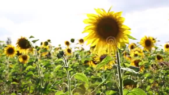 夏季草地上的向日葵视频的预览图